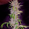 Blue Kush 99 Auto (Xtreme Seeds)