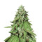 Candy Dawg (Seedstockers)