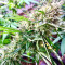 Graines de cannabis Chem Berry D regular (Dark Horse Genetics)