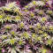 Congo x Kali China Seeds