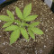 Graines de cannabis Dark Star x AK-49 (Vision Seeds)