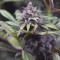 Dinamed CBD feminized seeds