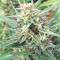 Durban Seeds (CannaBioGen)