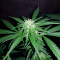 Graines de cannabis Exodus Cheese x Swaziland (GHS)