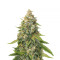 Golden Lemon Haze (Seedstockers)