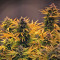 Hubbabubbasmelloscope Auto feminized seeds