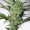 Mango Haze Regular seeds