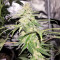 Graines de cannabis Panama Haze (Ace Seeds)