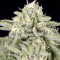 Skywalka Cookies Seeds