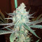 Somango (Soma Seeds)