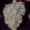 Ultra Lemon Haze Auto (Auto Seeds)