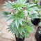 Violeta Regular seeds