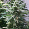 Graines de cannabis Walter White Auto (Mephisto Genetics)