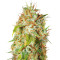 Zamaldelica regular (Ace Seeds)
