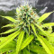 Graines féminisées d’Apple Strudel Auto (Fast Buds)