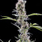 Arjan's Haze #2 (GHS)