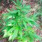 Auto White Widow CBD Seeds