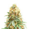 Banana Waffelz Feminized Seeds (Grow Barato)