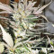 Blue Cheese Automatic strain
