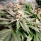 Blue Dream-Samen (Herbies Seeds)