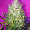 Bruce Banner Auto feminized seeds
