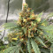 Sementes Feminizadas Auto Critical Orange Punch (Dutch Passion)
