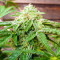 Hero Cookies Seeds (AlphaFem Seeds)