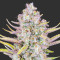 Semi Femminizzati Purple Punch Auto (Fast Buds)