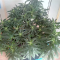 LSD Seeds - Cannabis Strain Seeds for Sale