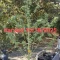 Achetez des graines féminisées Grandmommy Purple par Herbies Seeds