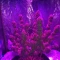 Eleven Roses Seeds (Delicious Seeds) - Cannabis Strain Seeds for Sale