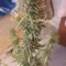 Semi di cannabis fem Gelato Auto in vendita