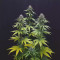 CBG-Force Seeds - Cannabis Strain Seeds for Sale