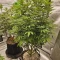 Achetez des graines féminisées Godzilla Original Glue GG#4 par Herbies Seeds