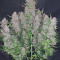 GG#4 Original Glue Seeds