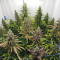 Acquista semi femminizzati Royal Gorilla di Royal Queen Seeds