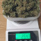 Amnesia XXL Autoflowering Seeds - Cannabis Strain Seeds for Sale