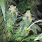 RudeBoi OG F1 Feminized Seeds (Seedkeepers)