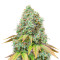 Semi Femminizzati Sour Diesel Auto (Seedstockers)