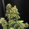 Auto White Widow XXL feminized seeds