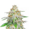 Banana Sherbet Seeds (Original Sensible Seeds)