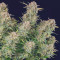 Bruce Banner Auto Feminized Seeds (Fast Buds)