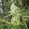 Graines de cannabis DJ’s Gold (DNA Genetics)