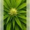 Fat Bastard Auto Seeds