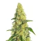 Gorilla G4 Fast Seeds