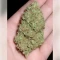 Sementes Feminizadas de Hella Jelly (Humboldt Seed Company)