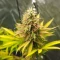 Humboldt Headband Autoflower Feminized Seeds (Humboldt Seed Company)