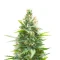 Jack Herer Seeds (Seedkeepers)