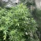 Jumping Jack Dash Auto feminized seeds