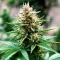 Kyle’s Cherry AK 47 Seeds